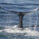 Action To Tackle Whale Suffering Endorsed By IWC