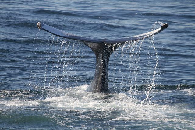 Action To Tackle Whale Suffering Endorsed By IWC