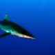 'Seismic Shift' In Shark Conservation Following New CITES Protection