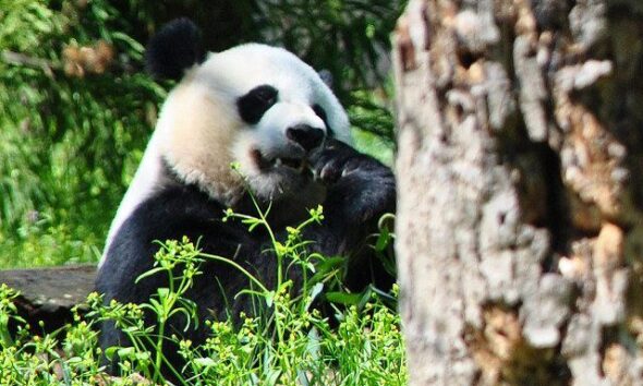 Global Wildlife Populations Set To Decline By 67 Per Cent By 2020