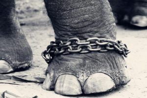 CHAINED!!! by Vinauth Chandar via flickr