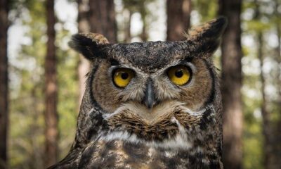 Great Horned Owl by Jon Nelson via Flickr