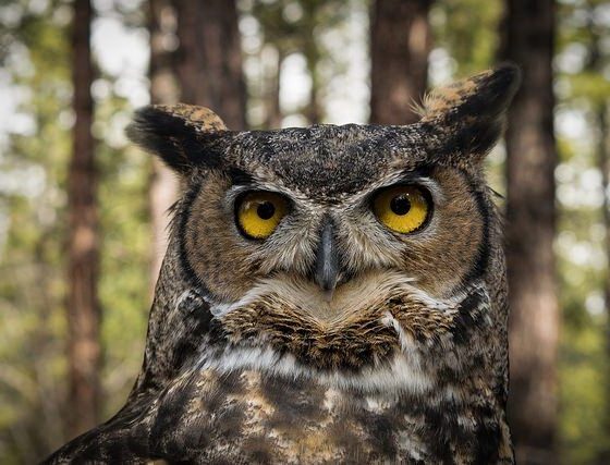 Great Horned Owl by Jon Nelson via Flickr
