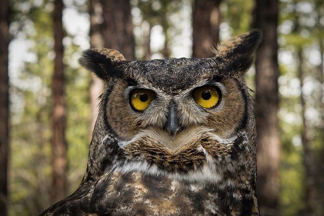 Great Horned Owl by Jon Nelson via Flickr