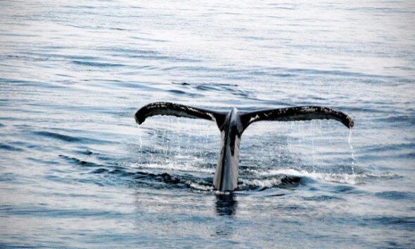 Hump back whales tale by hans dekker via flickr