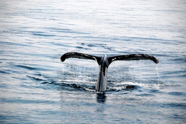 Hump back whales tale by hans dekker via flickr