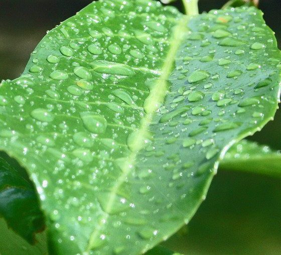 leaf-by-david-dawson-via-flickr