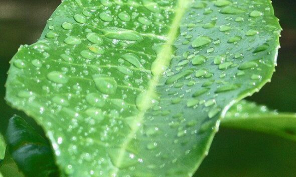 leaf-by-david-dawson-via-flickr