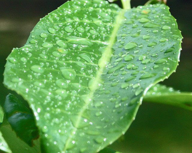 leaf-by-david-dawson-via-flickr