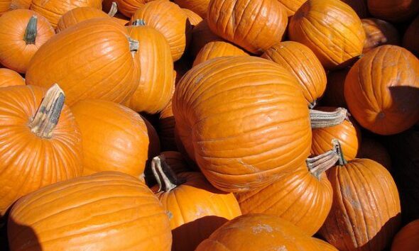 Pumpkins by VasenkaPhotography via flickr