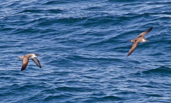 Seabirds by Tony Hisgett via flickr