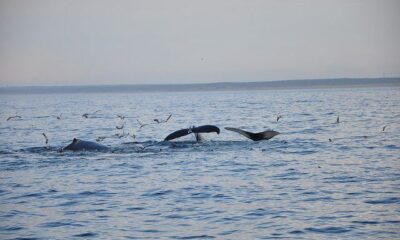 Whales by Tim Taylor via Flickr