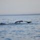 Whales by Tim Taylor via Flickr