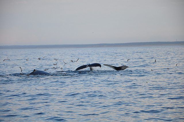 Whales by Tim Taylor via Flickr