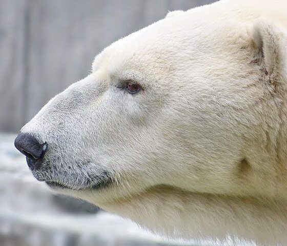 Chinese Animal Groups Lobby to Free ‘World’s Saddest Polar Bear’ at ...