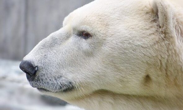 polar bear by artic wolf via flickr