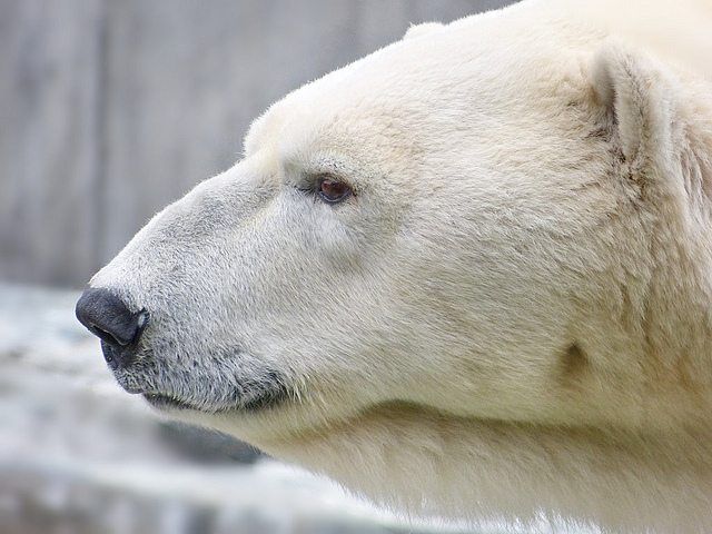 polar bear by artic wolf via flickr