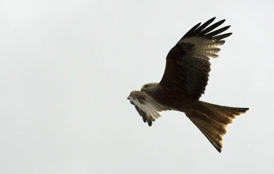 Fall In Wildlife Crimes Revealed in New Report