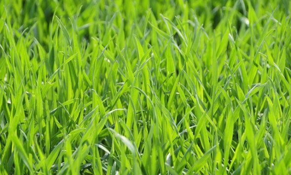 Britain's Gas Solution Could Be Found In Grass According To Ecotricity