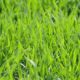 Britain's Gas Solution Could Be Found In Grass According To Ecotricity