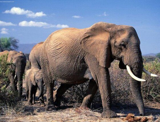 UK Leading Global Fight Against Illegal Wildlife Trade
