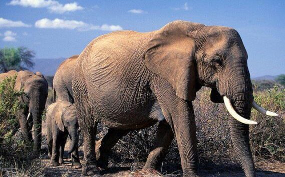UK Leading Global Fight Against Illegal Wildlife Trade
