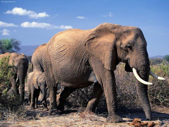 UK Leading Global Fight Against Illegal Wildlife Trade