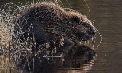 Return Of The Eurasian Beaver Welcomed By Trial Partners