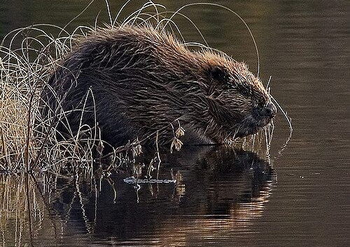Return Of The Eurasian Beaver Welcomed By Trial Partners