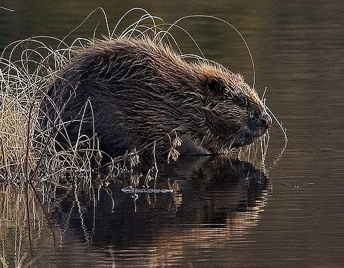 Return Of The Eurasian Beaver Welcomed By Trial Partners