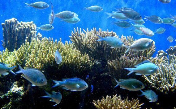 Fish Rescue Work Ensuring Fish Safety During Flood Alleviation Work