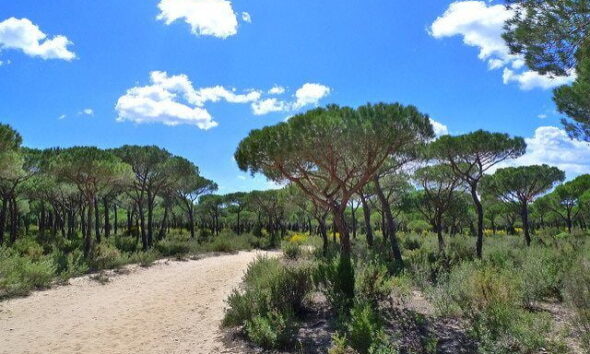 Europe’s Leading Wetland Drying Up At Alarming Rate