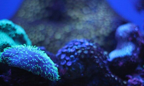 Rare Species Found During Deep-Sea Lebanon Project