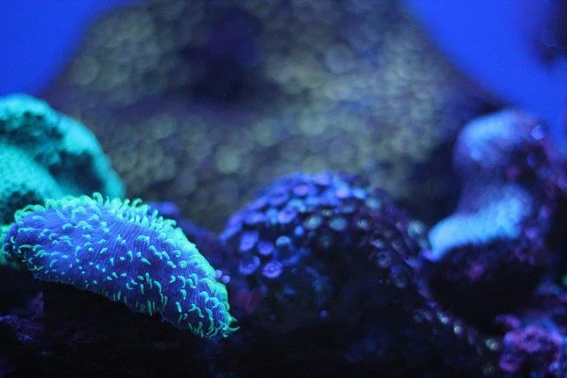 Rare Species Found During Deep-Sea Lebanon Project