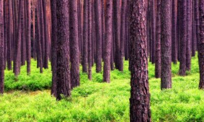 Forest Value Must Be Defined To Implement Paris Agreement