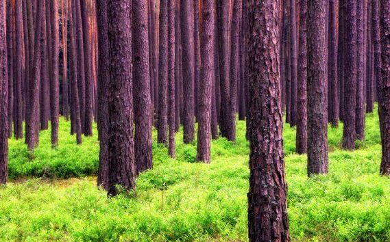 Forest Value Must Be Defined To Implement Paris Agreement