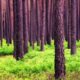 Forest Value Must Be Defined To Implement Paris Agreement