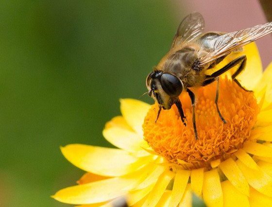 Scientists Warn Urgent Action Is Needed To Stop Pollinator Decline