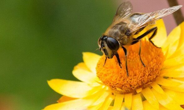 Scientists Warn Urgent Action Is Needed To Stop Pollinator Decline