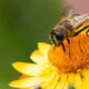Scientists Warn Urgent Action Is Needed To Stop Pollinator Decline