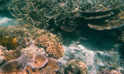 Agincourt Reef, Great Barrier Reef, Queensland (483754) by Robert Linsdell via flickr