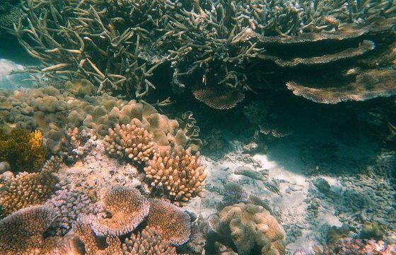Agincourt Reef, Great Barrier Reef, Queensland (483754) by Robert Linsdell via flickr