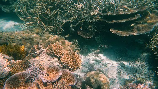 Agincourt Reef, Great Barrier Reef, Queensland (483754) by Robert Linsdell via flickr