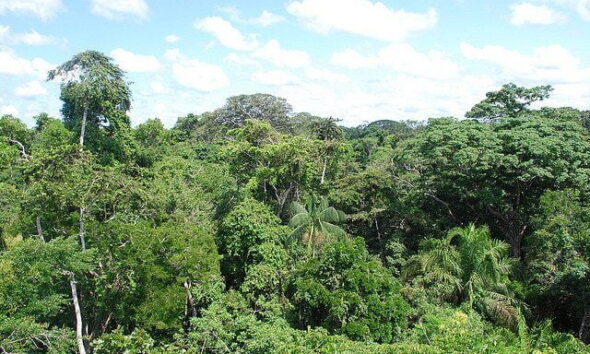 amazon-rainforest-by-ivan-mlinaric-via-flickr