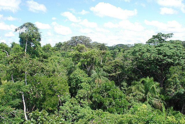 amazon-rainforest-by-ivan-mlinaric-via-flickr