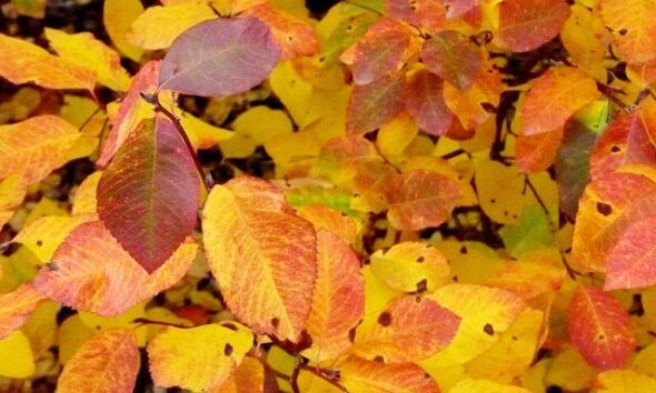 Autumn Leaves by Aika Felt Works via flickr