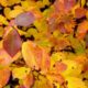 Autumn Leaves by Aika Felt Works via flickr