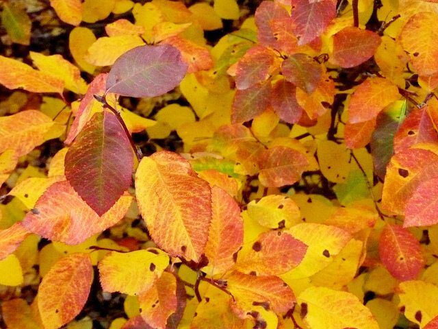 Autumn Leaves by Aika Felt Works via flickr