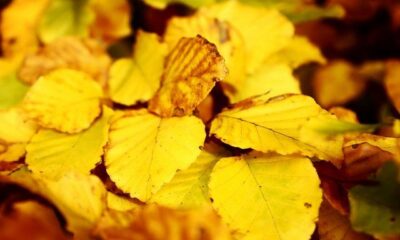Autumn Leaves by slowshooting via flickr