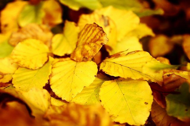 Autumn Leaves by slowshooting via flickr